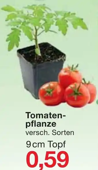 Jawoll Tomatenpflanze Angebot