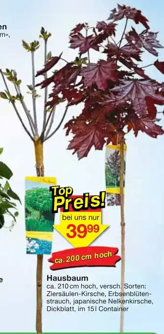 Jawoll Hausbaum Angebot