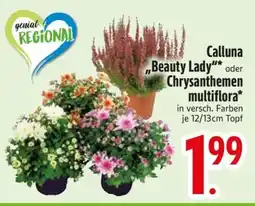 Edeka Calluna 'Beauty Lady' oder Chrysanthemen multiflora Angebot