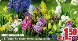 B1 Discount Baumarkt Blumenzwiebeln Angebot
