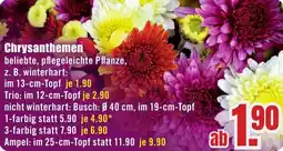 B1 Discount Baumarkt Chrysanthemen Angebot