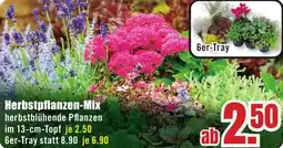 B1 Discount Baumarkt Herbstpflanzen-Mix Angebot