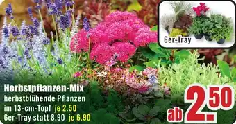 B1 Discount Baumarkt Herbstpflanzen-Mix Angebot