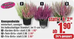 B1 Discount Baumarkt Garden Girls Knospenheide Angebot