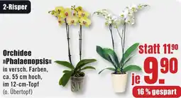 B1 Discount Baumarkt Orchidee Phalaenopsis Angebot