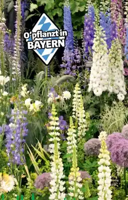 Hagebau Sommerstauden Angebot