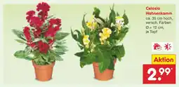 Netto Marken-Discount Celosia hahnenkamm Angebot