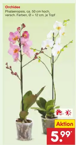 Netto Marken-Discount Orchidee Angebot