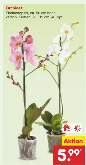 Netto Marken-Discount Orchidee Angebot