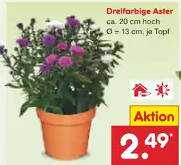 Netto Marken-Discount Dreifarbige aster Angebot