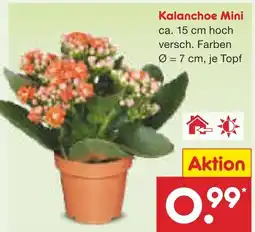 Netto Marken-Discount Kalanchoe mini Angebot