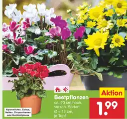 Netto Marken-Discount Beetpflanzen Angebot