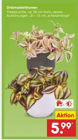 Netto Marken-Discount Dreimasterblumen Angebot