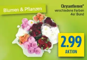 diska Chrysanthemen Angebot