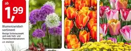 Bauhaus Blumenzwiebel- sortiment Angebot