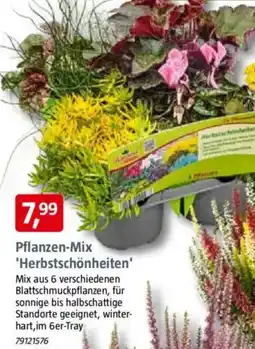 Bauhaus Pflanzen-Mix Angebot
