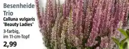 Bauhaus Besenheide Trio Calluna vulgaris 'Beauty Ladies' Angebot