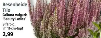Bauhaus Besenheide Trio Calluna vulgaris 'Beauty Ladies' Angebot