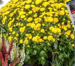 Bauhaus Herbst-Chrysantheme Angebot