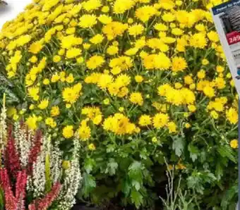 Bauhaus Herbst-Chrysantheme Angebot