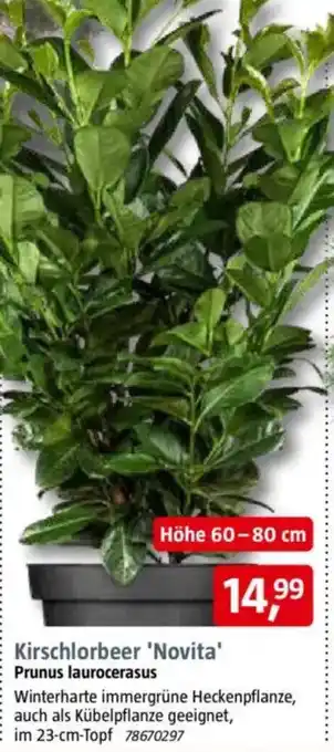 Bauhaus Kirschlorbeer 'Novita' Prunus laurocerasus Angebot