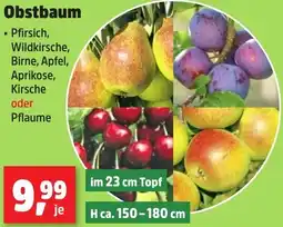 Thomas Philipps Obstbaum Angebot