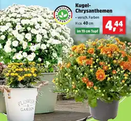 Thomas Philipps Kugel Chrysanthemen Angebot