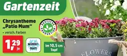 Thomas Philipps Chrysantheme ,,Patio Mum" Angebot