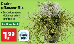 Thomas Philipps Drahtpflanzen-Mix Angebot