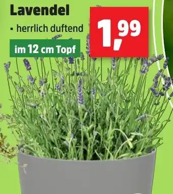 Thomas Philipps Lavendel Angebot