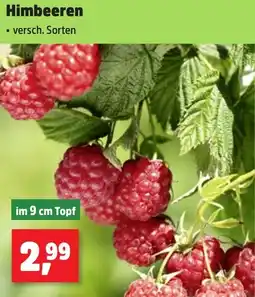 Thomas Philipps Himbeeren Angebot