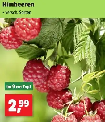 Thomas Philipps Himbeeren Angebot