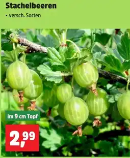 Thomas Philipps Stachelbeeren Angebot
