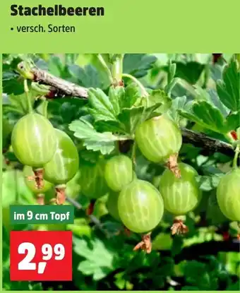 Thomas Philipps Stachelbeeren Angebot