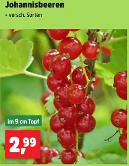 Thomas Philipps Johannisbeeren Angebot