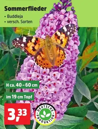 Thomas Philipps Sommerflieder Angebot