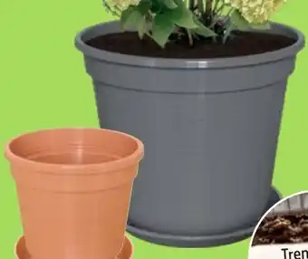 Thomas Philipps Blumentopf Angebot