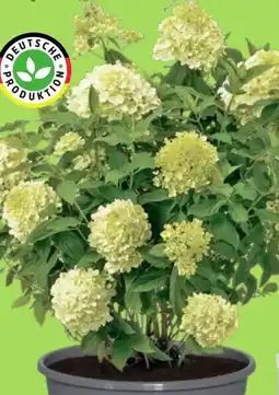 Thomas Philipps Rispenhortensie Angebot
