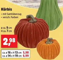 Thomas Philipps Kürbis Angebot
