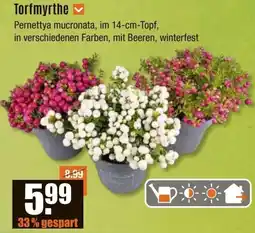 V Baumarkt Torfmyrthe Angebot