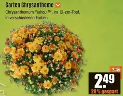 V Baumarkt Garten Chrysantheme Angebot