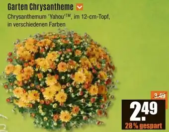 V Baumarkt Garten Chrysantheme Angebot