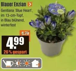 V Baumarkt Blauer Enzian Angebot