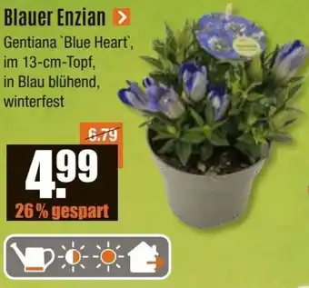 V Baumarkt Blauer Enzian Angebot