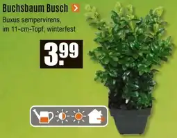 V Baumarkt Buchsbaum Busch Angebot