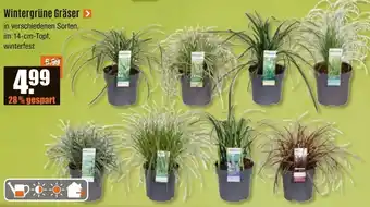 V Baumarkt Wintergrüne Gräser Angebot