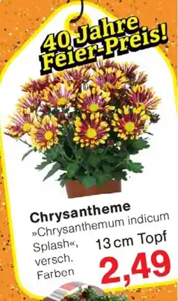 Wiglo Wunderland Chrysantheme Angebot