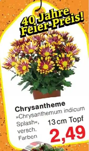 Wiglo Wunderland Chrysantheme Angebot