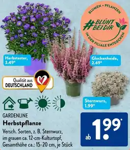 Aldi Süd GARDENLINE Herbstpflanze Angebot