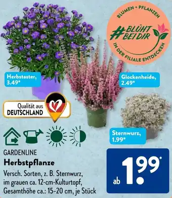 Aldi Süd GARDENLINE Herbstpflanze Angebot